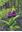 Orchids of Arunachal Pradesh. 2025. 810 col. figs. XXVI, 422 p. 4to. Hardcover.