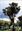  Trees of India. With photographs by Pallava Bagla. 2000. Many colourphotographs. 142 p. Hardcover. - 24 x 30.5 cm. 
