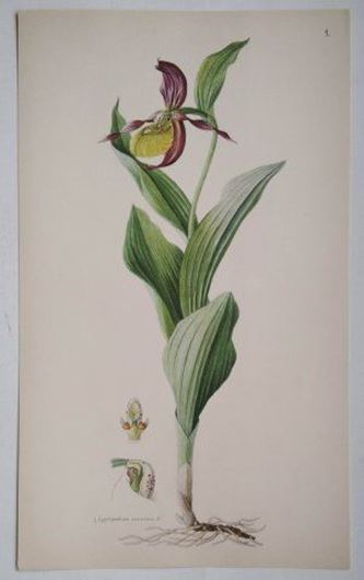 Die Orchideen Deutschlands und der angrenzenden Gebiete. 1931. 20 Aquarelle von E.Nelson,mit Text von Hermann Fischer.48 S. 4to. Leinenmappe.
