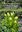 Asteraceae of West Bengal. Taxonomy, Diversity and Potentiality. 2025 12 col. pls.. X, 256 p. gr8vo. Hardcover.