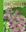 Orchideen Atlas. 2007. 867 farbige Abbildungen. 20 Strichzeichnungen. 467 S. 4to. Hardcover.