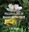 Pollen Flora of Maharashtra. 2025. 67 (b/w) plates. 238 p. gr8vo. Hardcover. Pollen Flora of Maharashtra. 2025. 67 (b/w) plates. 238 p. gr8vo. Hardcover.