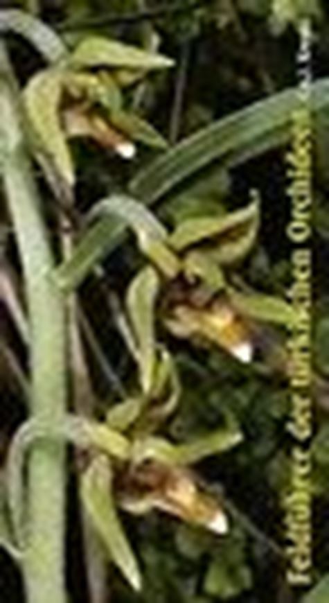 Feldführer türkische Orchideen. 2003. 520 Farbaufnahmen. 204 S.