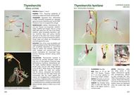 Orchids of the southern Tablelands of NSW including the ACT. 2024. illus. (col.). 288 p. gr8vo. Paper bd.