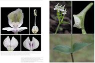 Disperis Orchids of South Africa. 2026. approx. 450 col. figs. 276 p. 4to. Hardcover.