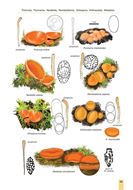 Cup Fungi and other Ascomycetes of Britain & Europe. An introductory guide. 2026.illus. (col.). VI, 91 p. gr8vo. Hardcover.
