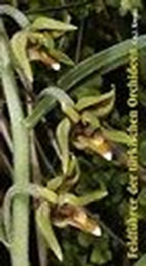 Feldführer türkische Orchideen. 2003. 520 Farbaufnahmen. 204 S.