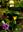 Plantas Raras do Brasil. 2009. 112 col. photographs. 495 p. gr8vo. Paper bd. - In Portuguese, with Latin nomenclature.