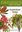  Cronin's Key to Australian Trees. 2007. ca. 325 col. figs. 190 p. gr8vo. Paper bd.
