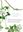 Plants from the Woods and Forests of Chile. 2022. 81 watercolour paintings. 202 p. 4to. Hardcover.- English language edition.
