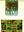 Flora y Vegetacion del Archipelago Canario. 1986. Many col. photogr. Some col. vegetation maps in the text. 335 p. 4to. Hardcover.- In Spanish.