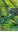List of Names of Woods Plants / Naamslijst van Houtige Gewassen/ Namneliste Gehölze/ Liste des Noms des Plantes Ligneuses. 9th fully rev. ed. 2016. 1080 p. Paper bd.