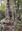Fungi of New Zealand / Nga Hekaheka o Aotearoa. Volume 6: Agaricales (Basidiomycetes) of New Zealand, 2: Brown spored genera p.p. Crepidotus, Flammulaster, Incocybe, Phaeocollybia, Phaeomarasmius, Pleuroflammula, Pyrrhoglossum, Simocybe, Tubaria and Tympanella. 2018. Westerdijk Biodiversity Series,16) Many col. figs. 205 p. 4to. Paper bd.