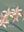 Rankafu: Orchid Print Album. With a foreword by Phillip J. Cribb. 2018. 87 (65 col.) pls. 304 p. gr8vo. Hardcover.