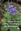 Nova flora i atles corologic de Montserrat. 2nd rev. ed. 2025.  Many dot maps. 673 p.- In Catalan, with Latin nomenclature.