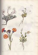 Miscellaneae Austriaca ad Botanicam, Chemiam et Historiam Naturalem Spectantia, cum Figuris Partim Coloratis. 2 volumes, bound in1 volume. 1778-1781. 21 & 23 handcolored copper plates. 212 & 423 p. gr8vo. Halfleather.
