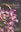 Orchids of Tripura. 2026. illus. (col.). 139 p. Paper bd.