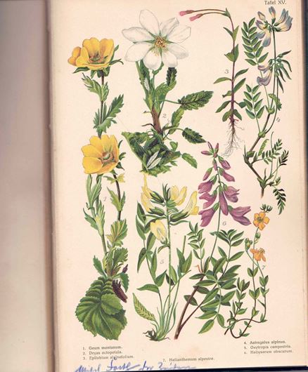 Die Alpenflora der Südkarpaten. 1913.  24 Farbtafeln. 92 S.. gr8vo. Halbleinen.
