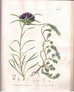 Flora Dalmatica, sive enumeratio stirpium vascu- larium, quas hactenus in Dalmatia lectas et sibi observatas, descripsit, rariorumque iconibus illustravit. 3 Bände. Lipsiae 1842-1852. 57 hand- coloured copper-engravings.908 p.4to.Modern hardcover.-With: Supplementum. Opus suum novis curis castigante et augente..Venetiis 1872. (Memorie dell'imp.reale Istituto Veneto di scienze, lettere ed arti 16) 