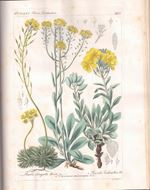 Flora Dalmatica, sive enumeratio stirpium vascu- larium, quas hactenus in Dalmatia lectas et sibi observatas, descripsit, rariorumque iconibus illustravit. 3 Bände. Lipsiae 1842-1852. 57 hand- coloured copper-engravings.908 p.4to.Modern hardcover.-With: Supplementum. Opus suum novis curis castigante et augente..Venetiis 1872. (Memorie dell'imp.reale Istituto Veneto di scienze, lettere ed arti 16) 