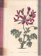 Geraniaceae. The Natural Order of Gerania, illustrated and coloured Figures & Descriptions; Comprising the Numerous and Beautiful Mule-Varieties Cultivated in the Gardens of Great Britain, with Directions for their Treatment. Volume 4. 1826-1828. 100 hand colored copper plates, with letterpress (200 p. & index).