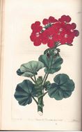 Geraniaceae. The Natural Order of Gerania, illustrated and coloured Figures & Descriptions; Comprising the Numerous and Beautiful Mule-Varieties Cultivated in the Gardens of Great Britain, with Directions for their Treatment. Volume 4. 1826-1828. 100 hand colored copper plates, with letterpress (200 p. & index).