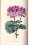 Geraniaceae. The Natural Order of Gerania, illustrated and coloured Figures & Descriptions; Comprising the Numerous and Beautiful Mule-Varieties Cultivated in the Gardens of Great Britain, with Directions for their Treatment. Volume 4. 1826-1828. 100 hand colored copper plates, with letterpress (200 p. & index).