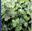 A catalogue of Asian Liverworts and Hornworts (Yàzhou tái lèi hé jiao tái lèi zhíwù mínglù (yingwén ban))  2026. 415 p. gr8vo. Paper bd. - In English.