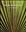 Palms of Malaysia. 2nd edition. 1977.(Reprint 1998). illustr. XV, 136 p. 4to. Paper bd.