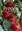  Peppers. Botany, Production and Uses. 2012. illus. 280 p. gr8vo. Hardcover.