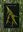  Bamboos at TBGRI. 2010. col. illus. photogr. 104 p. gr8vo. Paper bd.