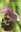 Die Orchideen der Fränkischen Schweiz. 2011. 340 Farbabb. 320 S. gr8vo. Kartoniert.