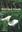  Wetland Weeds. Causes, Cures and Compromises. 2011. 32 col. pls. some b/w photogr. and line drawings. IX, 140 p. gr8vo. Paper bd.