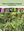  Flora of Madhya Pradesh , Western Part. 2014. 47 col. pls. XIX, 548 p. gr8vo. Hardcover.