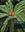 CITES and Cycads. A User's Guide. 2013. col. figs. & col. maps. 114 p. 4to. Paper bd. - With 1 CD.