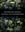  Dipterocarp Biology, Ecology, and Conservation. 2016. 320 p. gr8vo Hardcover.