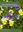 Violas of Britain and Ireland. 2017. (BSBI Handbook 17). illus. 157 p. Paper bd.
