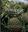  The Pineapple: Botany, production and Uses. 2nd rev. ed. 2018. illus. 336 p. gr8vo. Hardcover.