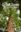 The Great Trees of New Brunswick 2nd rev. ed. 2019. illus. 264 p. gr8vo. Paper bd..
