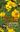 Problem Plants and Alien Weeds of Southern Africa. 2019. illus. (col.). 464 p. Hardcover.