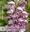 Orchids of Israel. 2021. illus. 296 p. 4to. Hardcover.