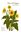 Flora of Oregon. Volume 2: Dicots A - F. 2020. 785 line drawings. 96 col. photogr. Many line - drawings and dot maps. XV, 860 p. gr8vo. Hardcover.