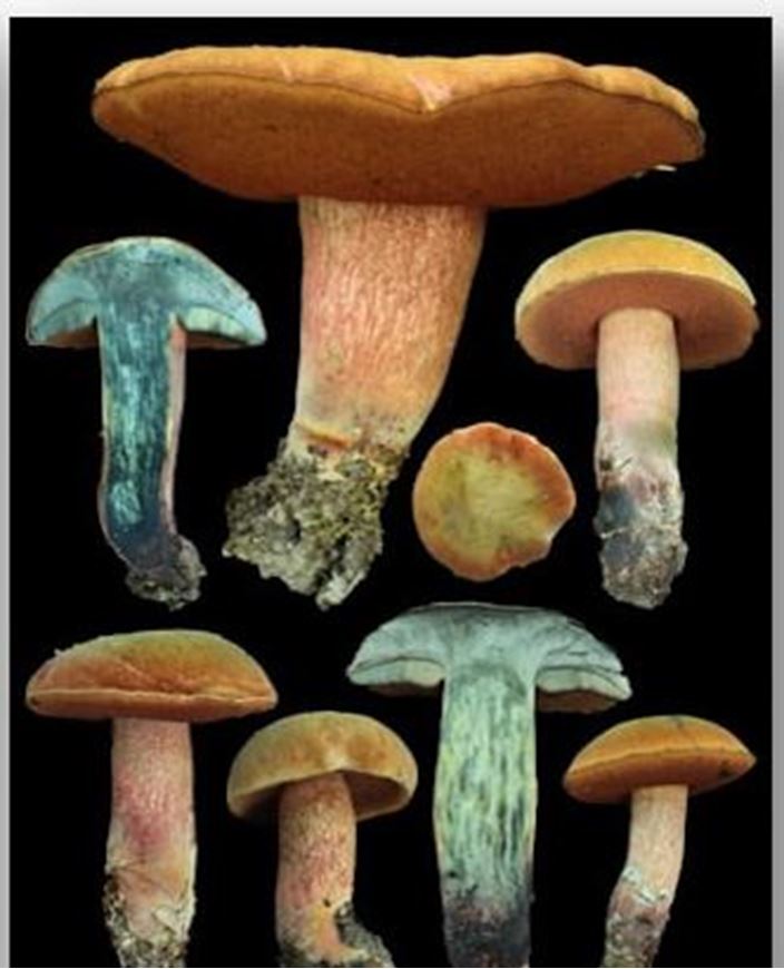 European Boletes. Volume 1. 2025. illus. (col.). 701 p. 4to. Hardcover.