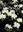 Viburnum Monographie. 2022. uikkus.(kol.). 208 S. Hardcover. - In Deutsch.
