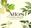 Atlas of El-Nozha Gardens Complex Plants in Alexandria, Egypt. 2023. 158 col. photogr. 151 p. gr8vo. Paper bd.