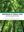 Ecophysiology of Tropical Plants. Recent Trends and Future Perspectives. 2023. 54 (20 col.) figs. 338 p. gr8vo. Hardcover.