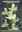 Orchids of Andhra Pradesh. A Pictorial Guide. 2025. illus. 134 p. gr8vo. Paper bd. 