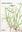 Grass Weeds 2: Chloridoideae, Pooideae, Oryzoideae. 1981. Many line drawings.  24 col. plates. 137 p. 4to. Hardcover.