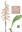 A Checklist of Vascular Plants for the Korean Peninsula Flora. 2026. 1 map. 795 p. gr8vo. Paper bd.- In English.