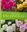 English Roses. 2026. illus. (col.). 208 p. Hardcover